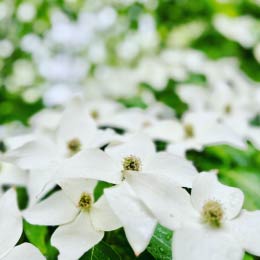 外構樹種例：ヤマボウシの写真